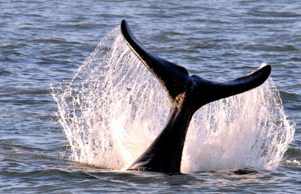 Luta pelas baleias continua