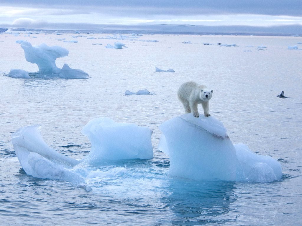 O Ártico em nossas mãos
