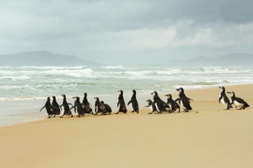A marcha dos pinguins