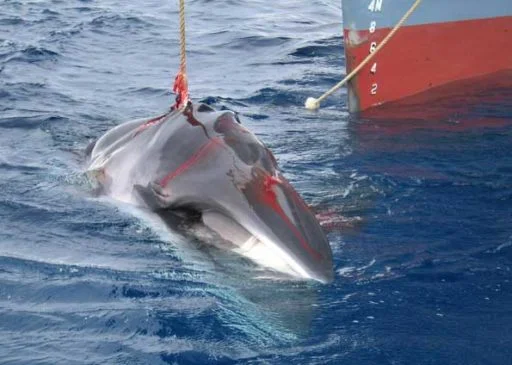 O amargo retorno do Japão à caça à baleia